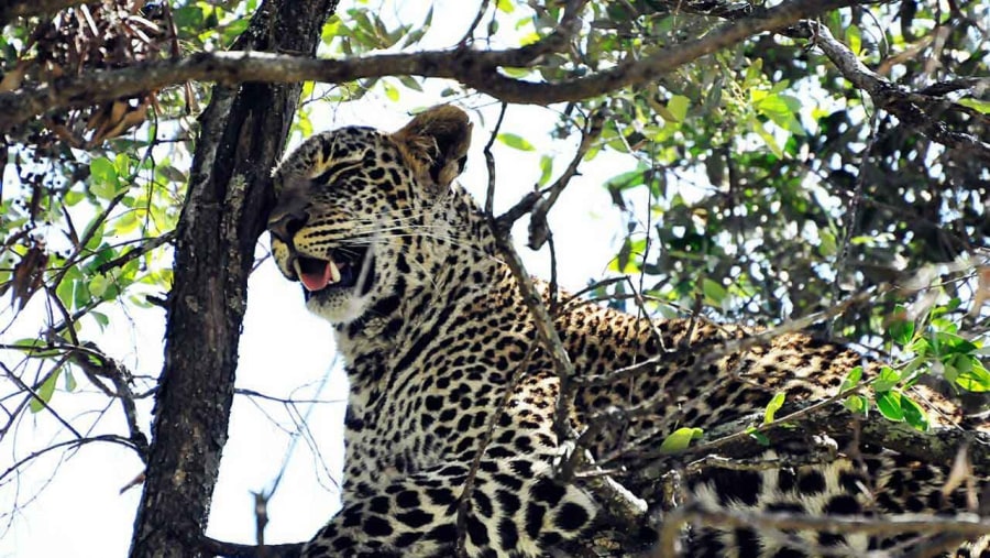 Leopard relaxing in a tree at Selous