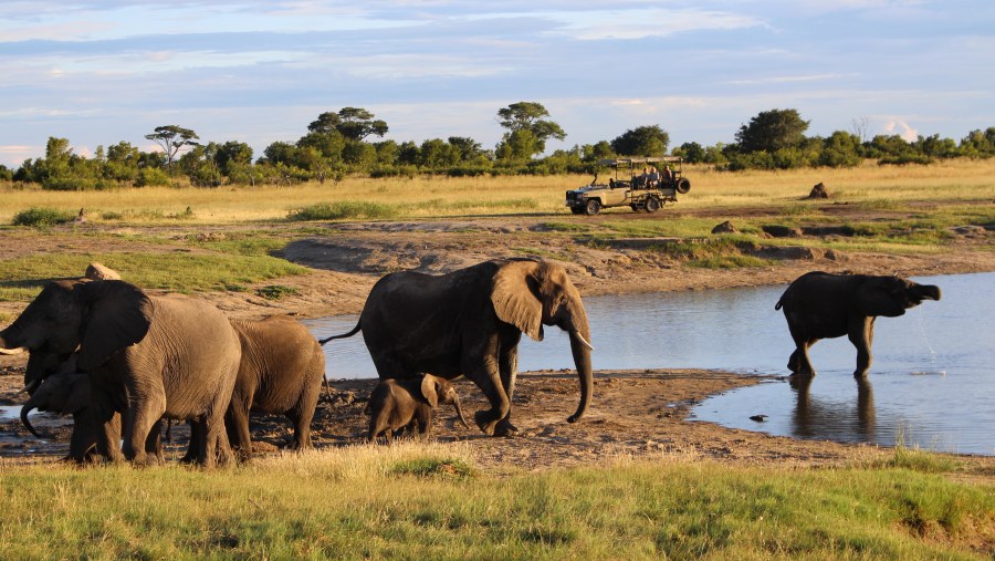 Elephants coming to drink water in the evening.