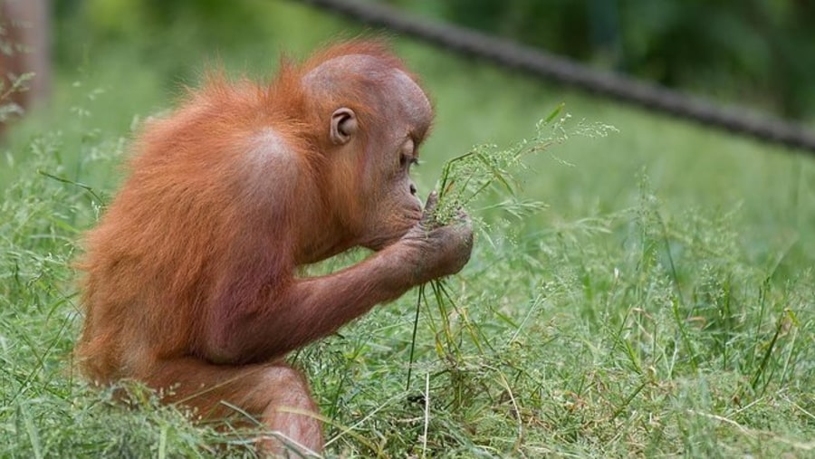 See Baby Orangutans in Orang Utan Island