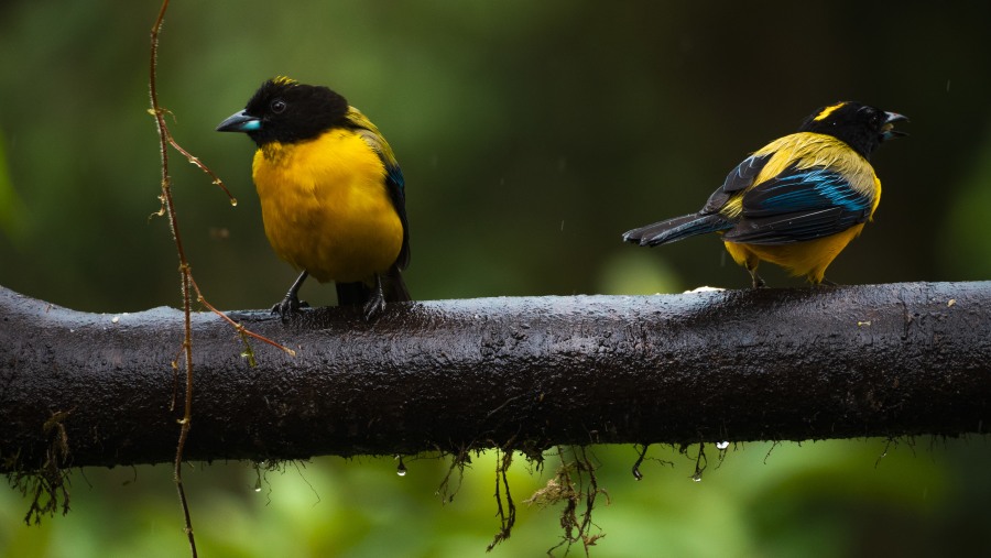 Black-chinned mountain tanager