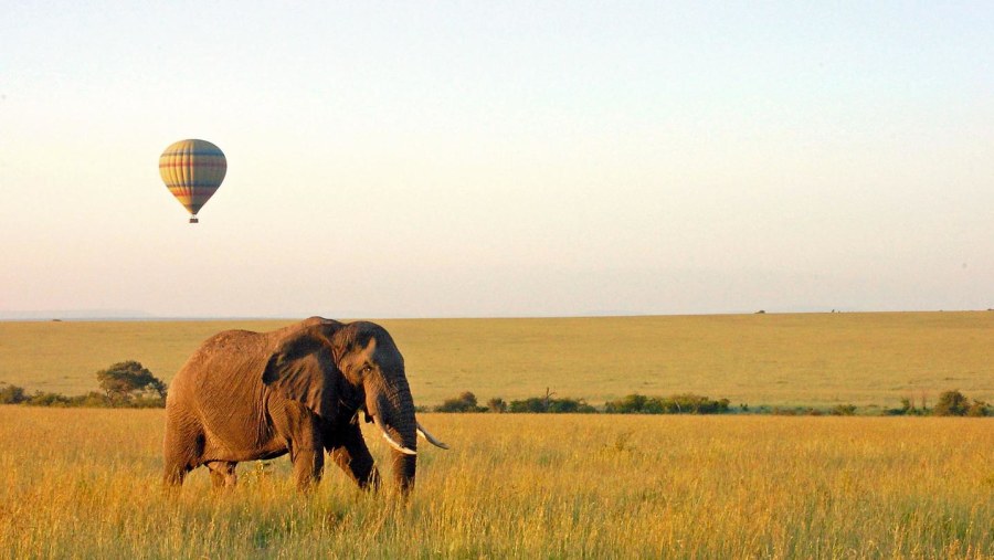 Elephants at Tarangire National Park