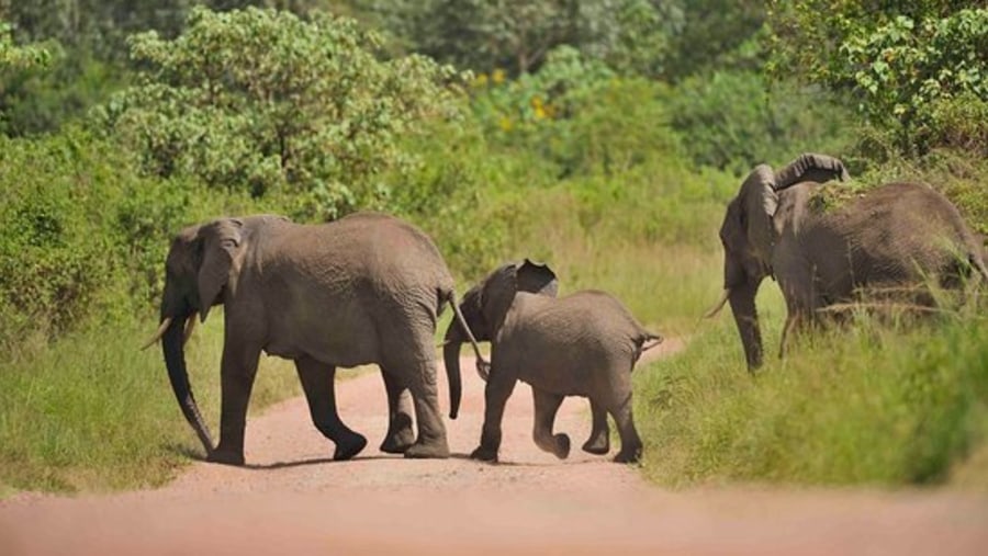 Elephants in Lake Manyara National Park