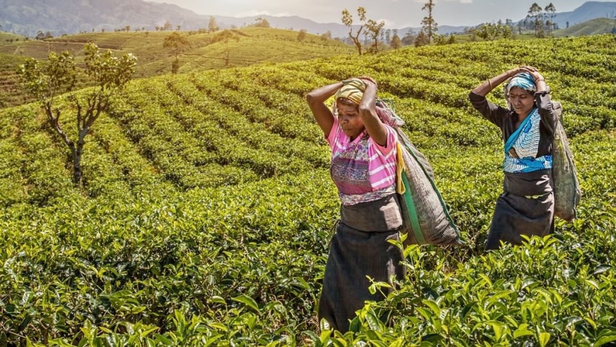 Tea Plantation workers