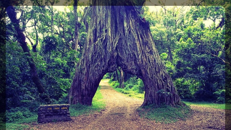 Arusha National Park