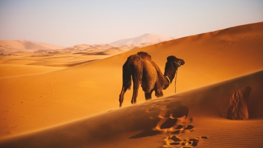 Camel Inside Erg Echebi Dunes