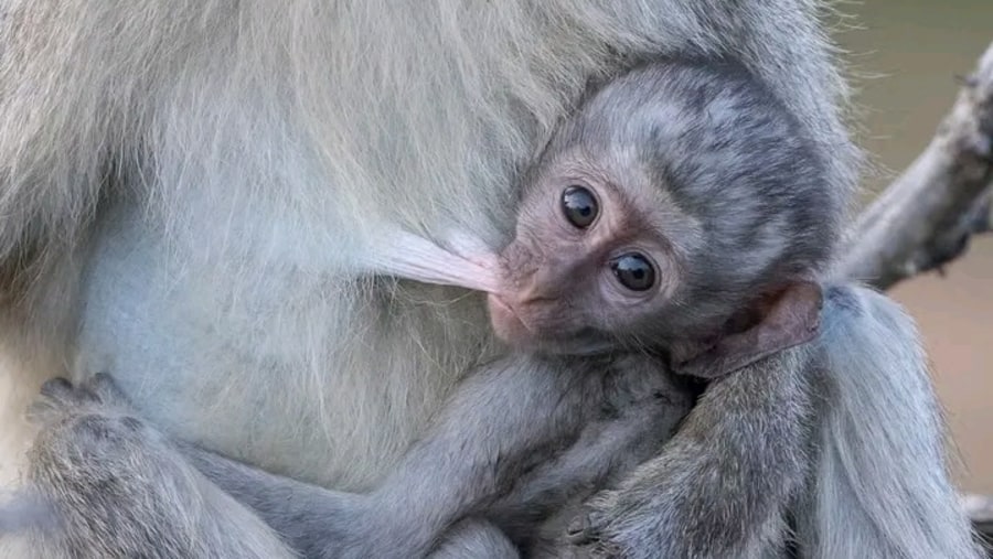 Vervet Monkey