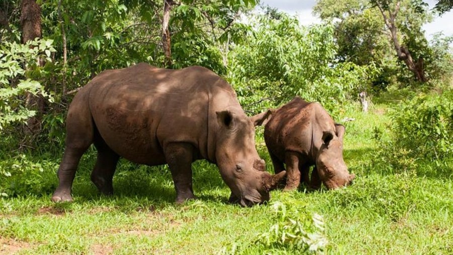 RHINO SAFARI IN LIVINGSTONE