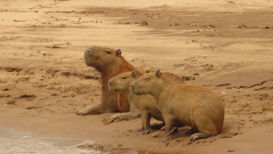 Capybaras Sightings along the Tambopata River Tour
