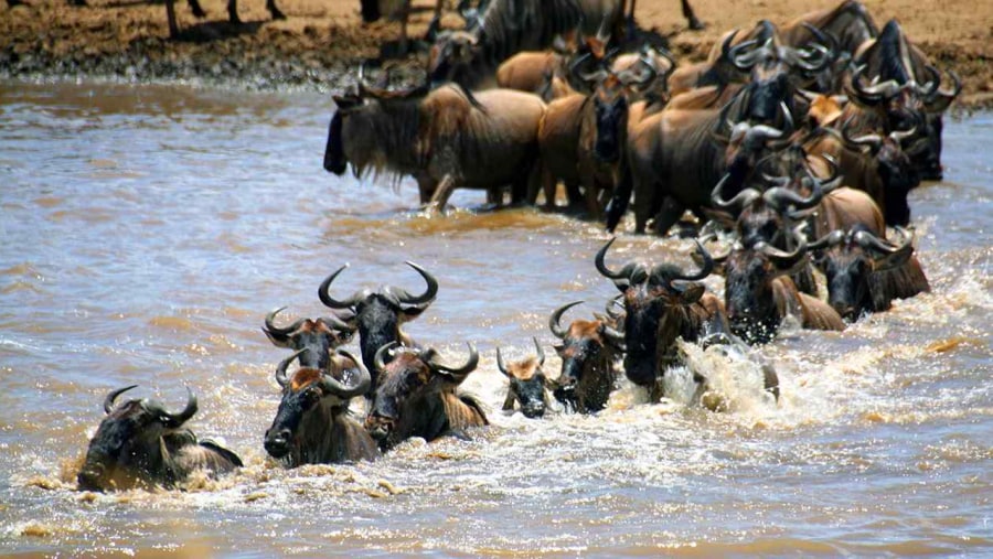 Blue wildebeests migrations