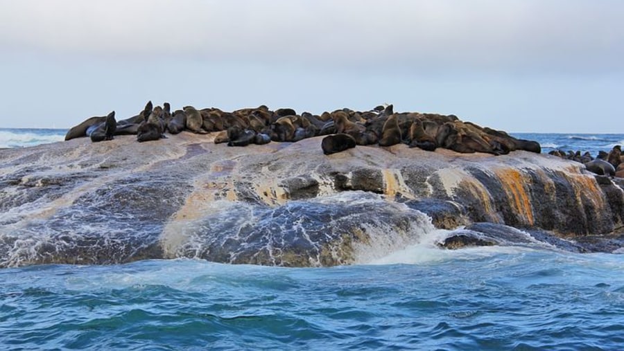 Hout Bay Seal Island, Cape Town