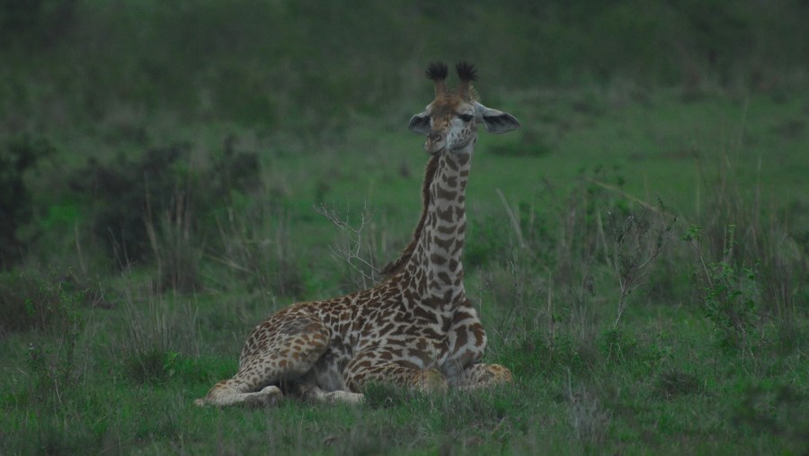 See Giraffes at the Nairobi National Park, Kenya
