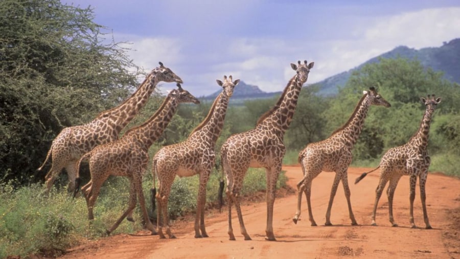 Giraffes