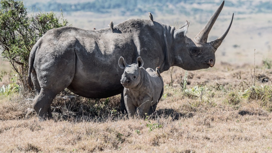 White Rhino and a calf, Nakuru