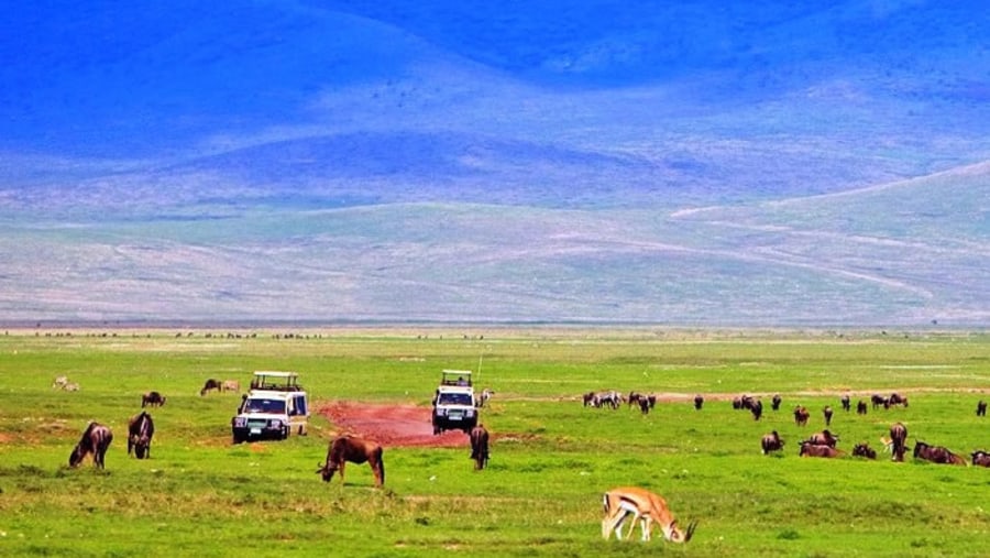 Spot Big-Five, Ngorongoro Crater, Tanzania