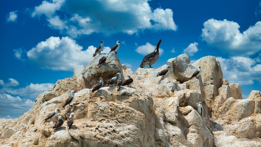 Ballestas Islands, Peru