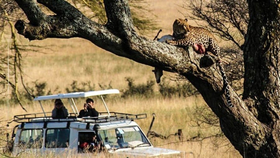 Spot tree climbing cheetahs in Serengeti National Park