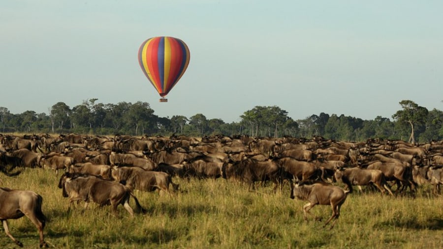 Fly over the wildebeests in a Hot Air Balloon