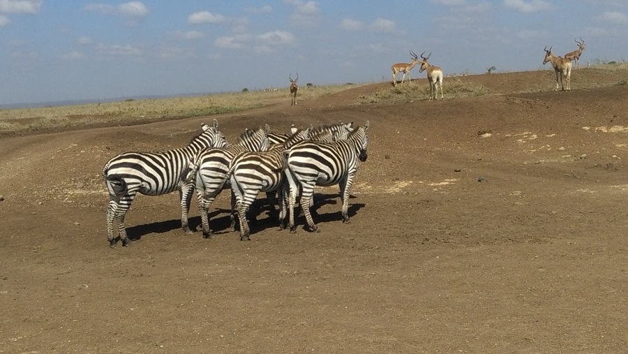 Zebra, YHA Kenya Travel Tours And Safaris, Masai Mara,Wildlife Safaris, Holidays, Kenya Adventure Budget Camping Safaris, Best Safaris in Kenya.