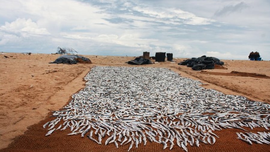 Go to a local fish market