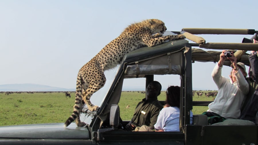 Game Drive