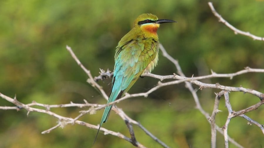 Bee-eater