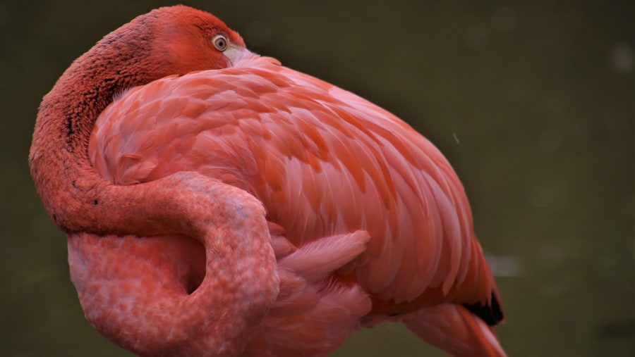 Admire Flamingos