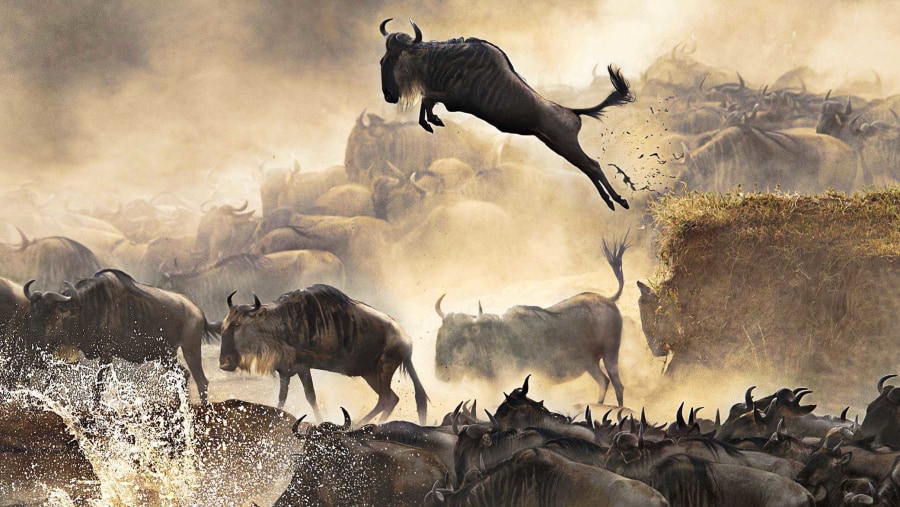 Wildebeest Migration at Serengeti