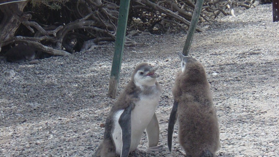 Penguins at Punta Tombo