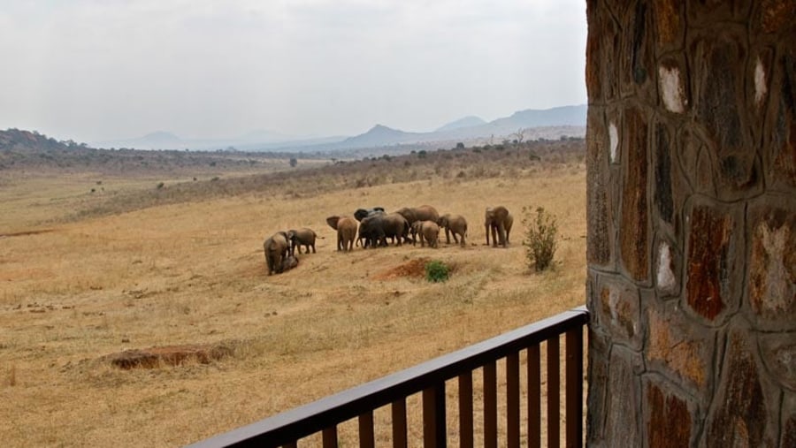 Herd of elephants