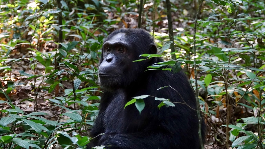 Go chimpanzee trekking in Kibale National Park, Uganda