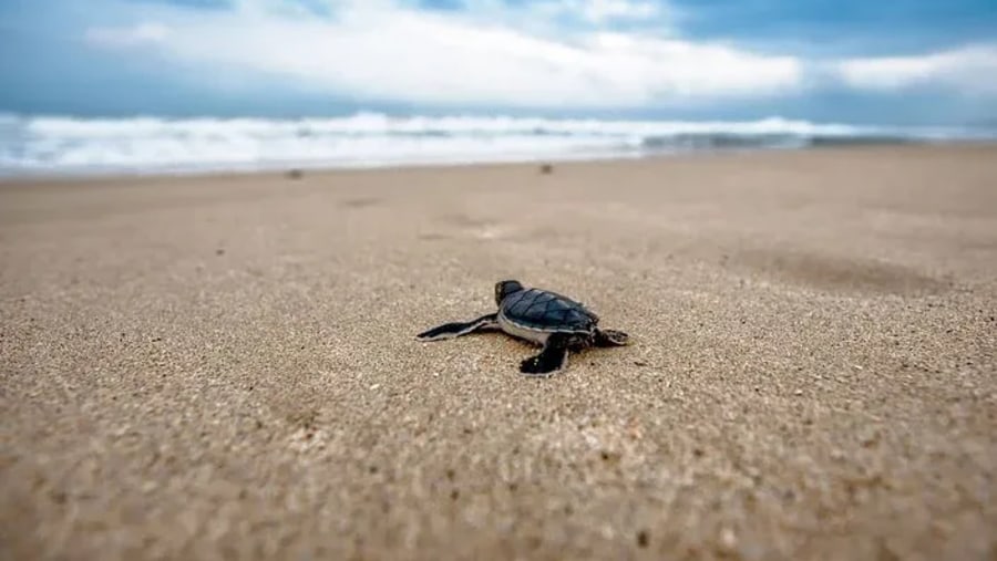 Releasing baby turtles into the Pacific Ocean