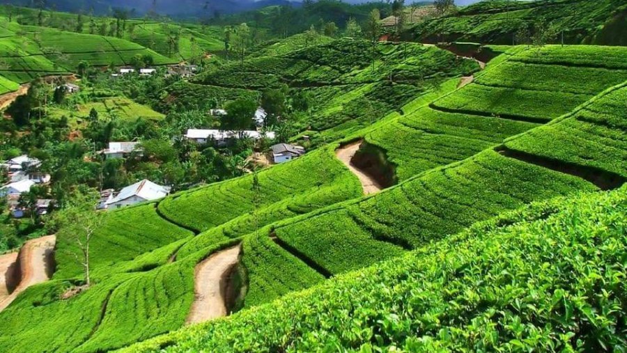 Tea Gardens