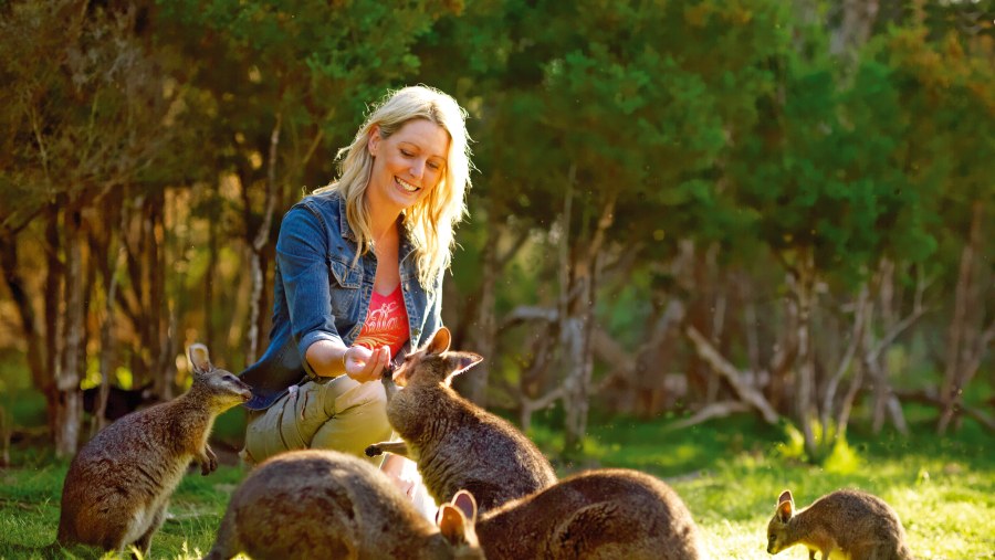 Hand-feed Kangaroos at Moonlight Sanctuary