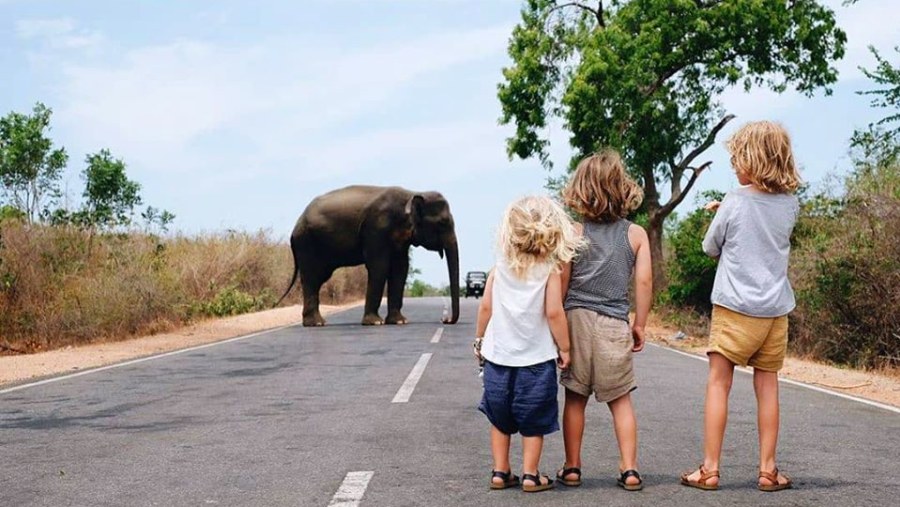 Elephants crossing the path