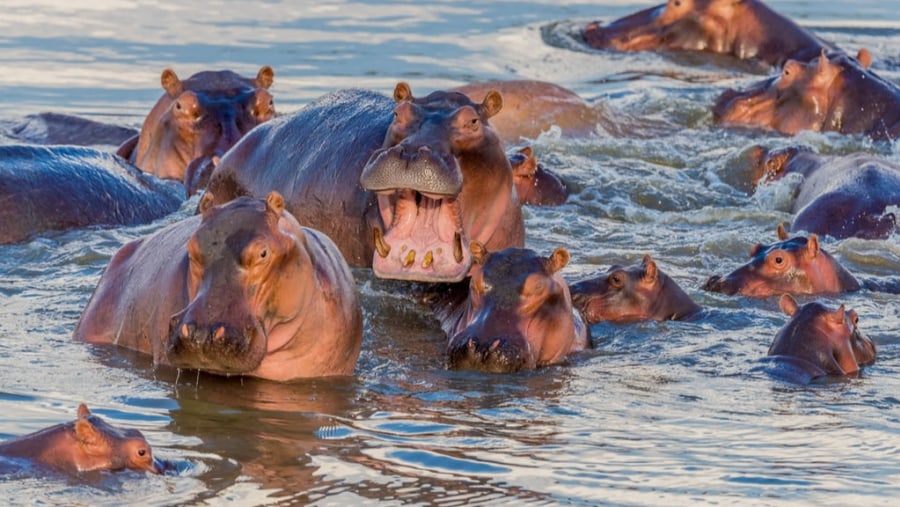 Hippos in Tanzania