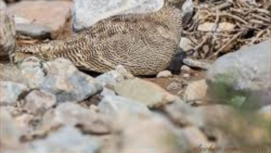 Bird-watching in Oman