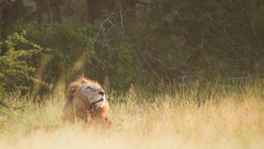 Visit the Lion & Safari Park