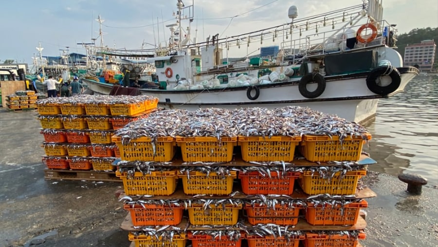 Anchovies in Box