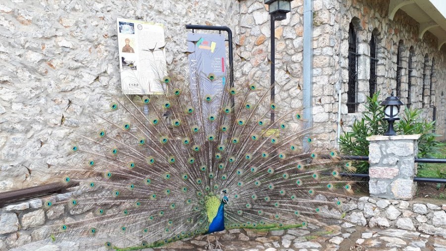 Peacock