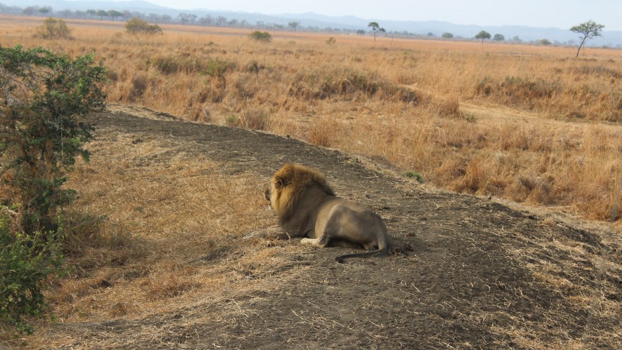 Lion in Mikumi National Park