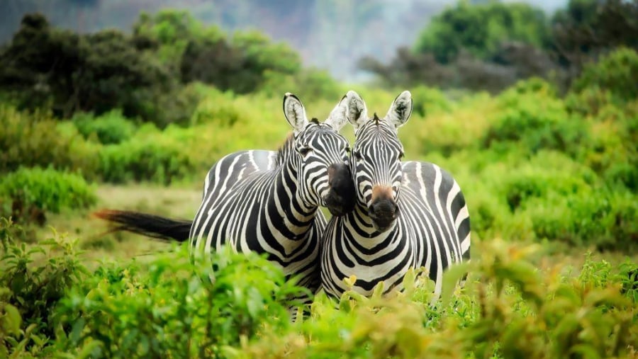 Spot Zebras in Serengeti National Park