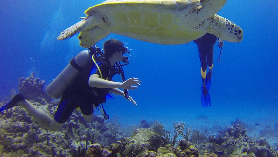 Snorkeling In Akumal Bay, Mexico