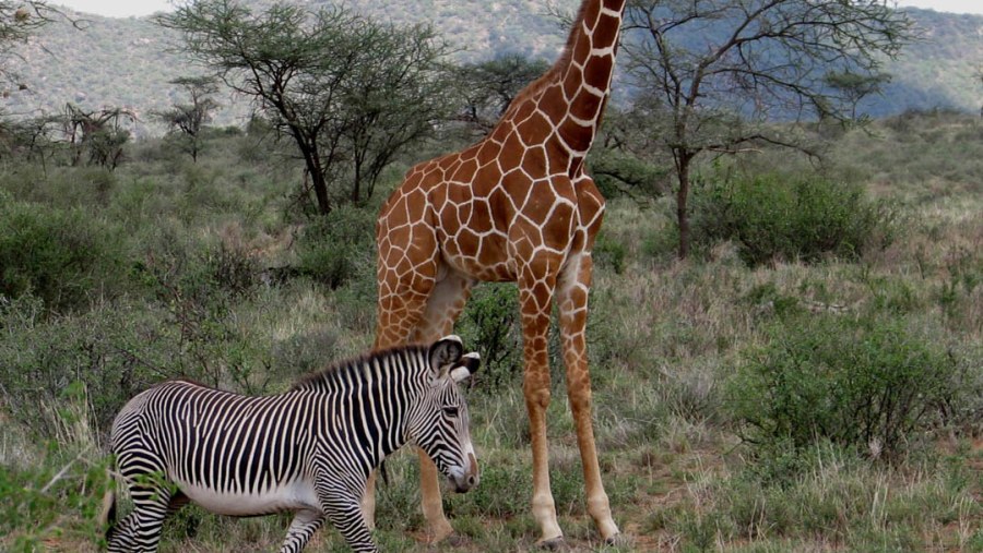 Reticulated giraffe