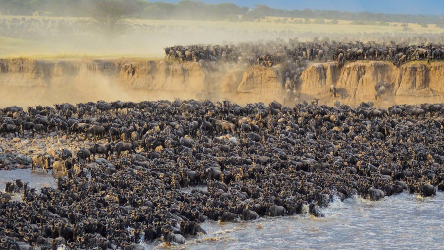 Wildebeest Migration in Masai Mara