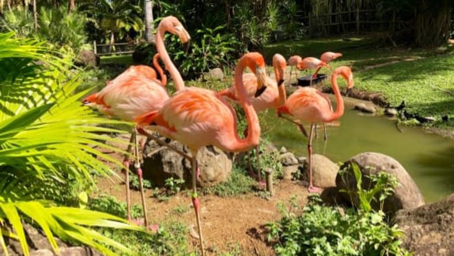 Flamingos at floral parc