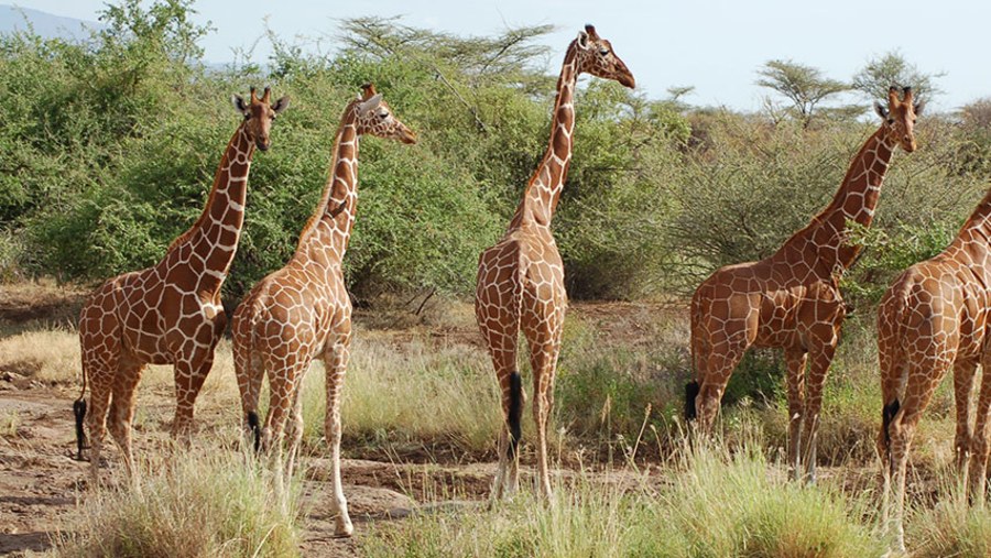 Giraffe at the park