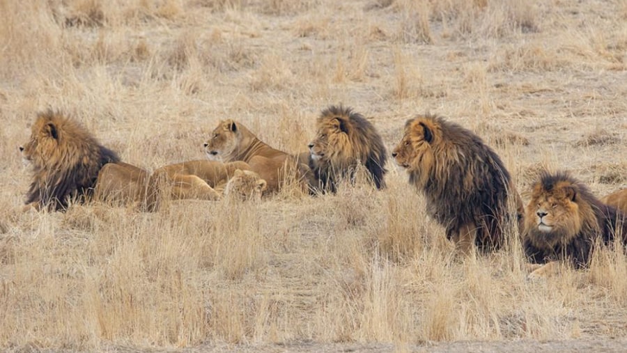 Masai Mara Lions, Kenya