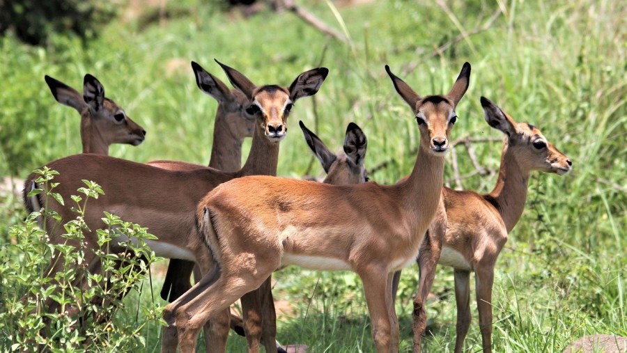 Enjoy your Masai Mara Safari in National Reserve of Kenya