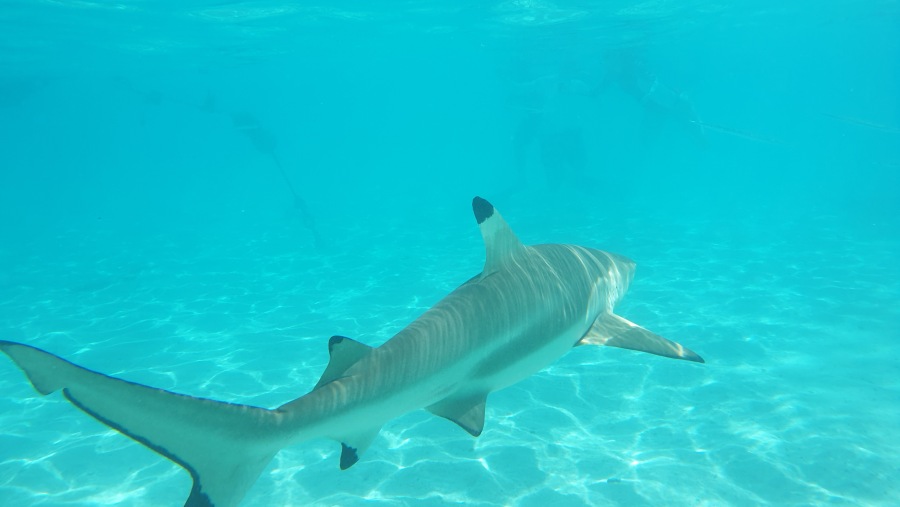 Spot Blacktip Sharks