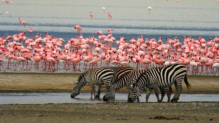 Zebras and Flamingos at the Lake Manyara National Park in Tanzania